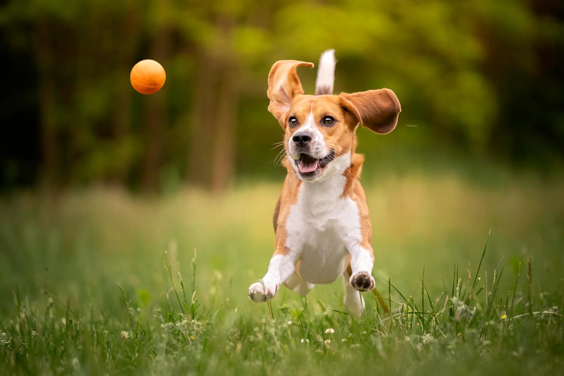 dog playing pet park alister pet friendly apartments