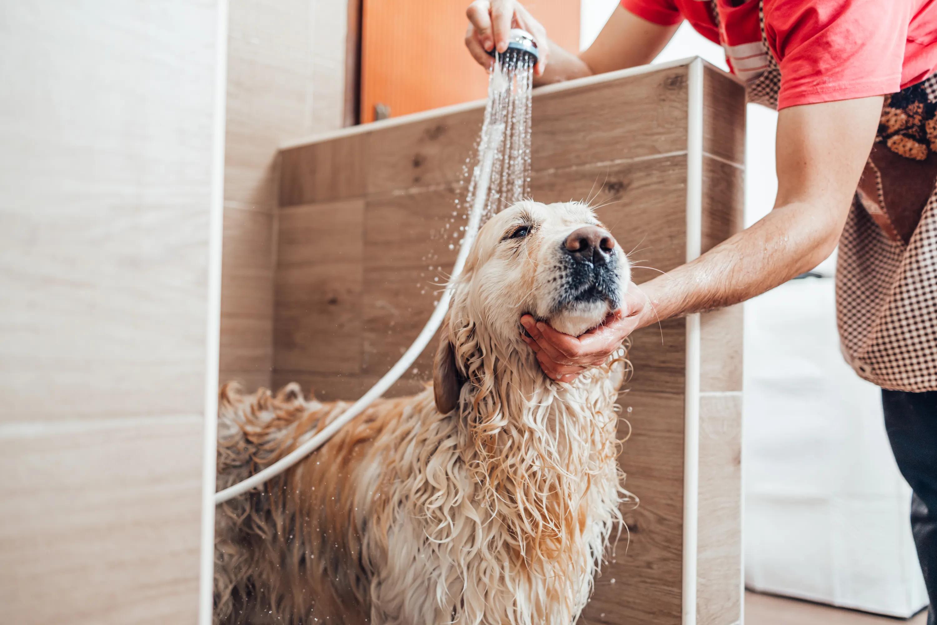 Pet-friendly community with pet spa and pet park modera ridgleline apartments