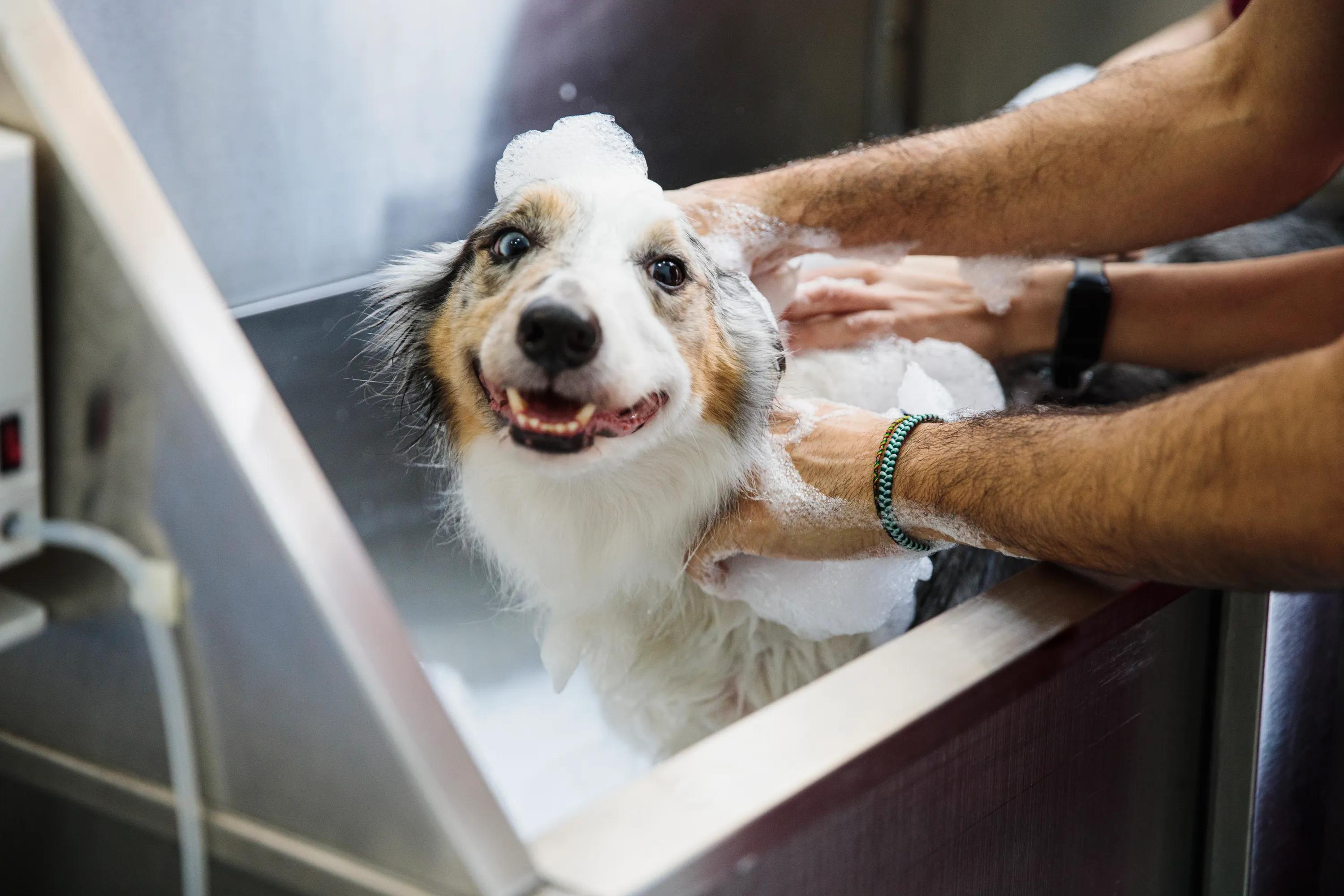 Pet-friendly community with a pet spa modera marmalade apartments in salt lake city utah