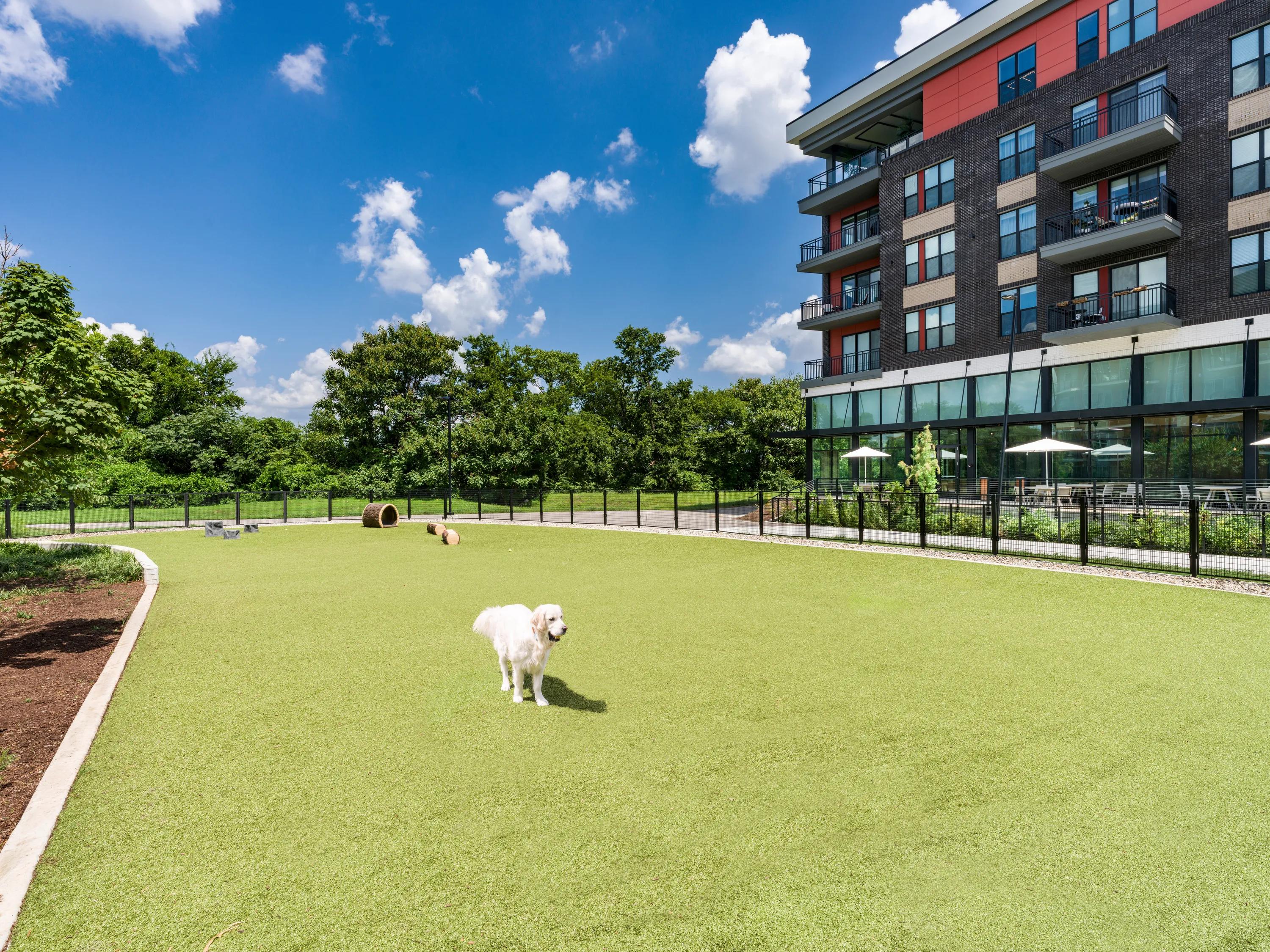 fenced in dog park modera riverview apartment homes for rent in tn rendering