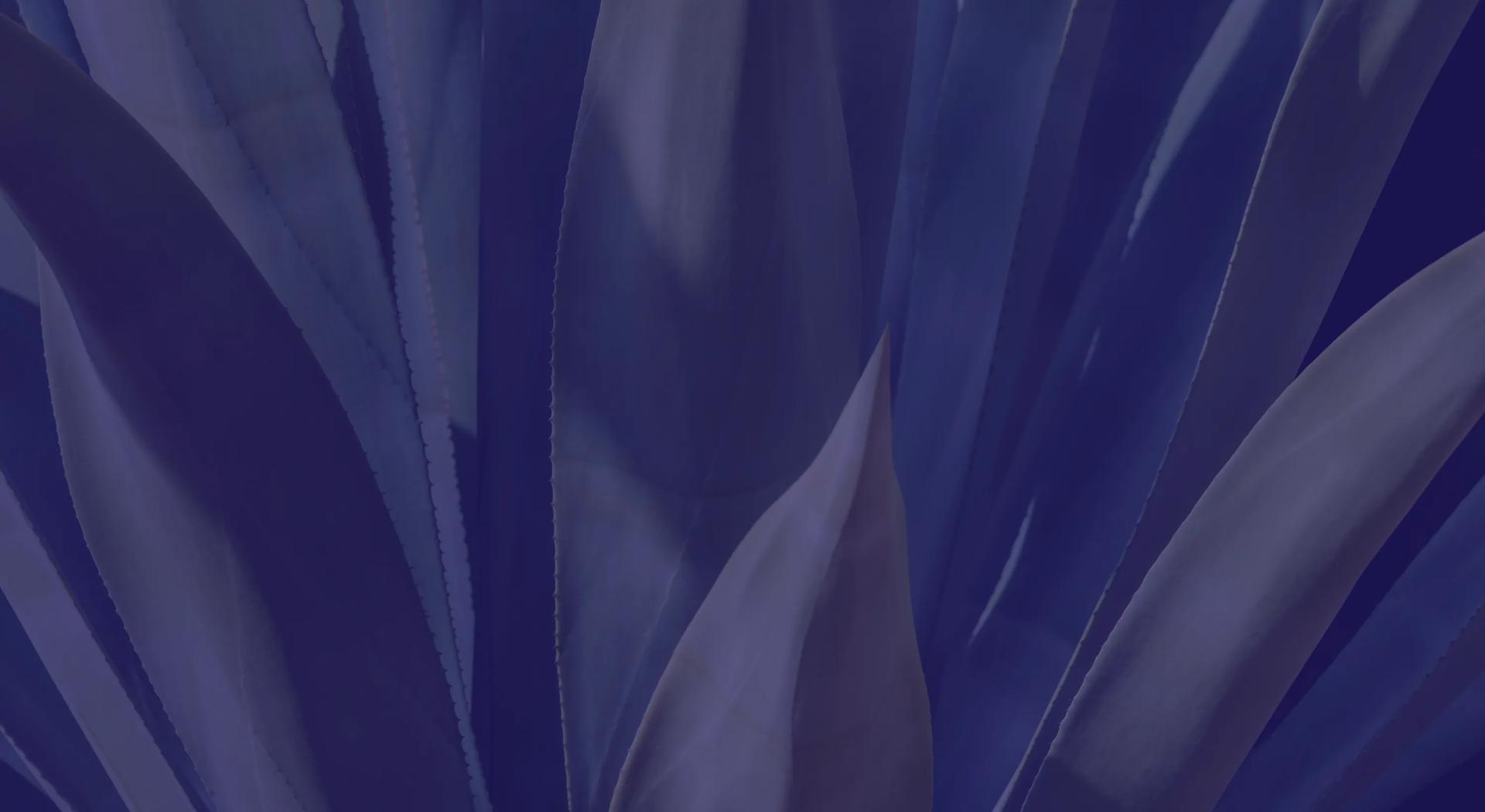leaves with purple overlay modera kierland apartment homes for rent in scottsdale az
