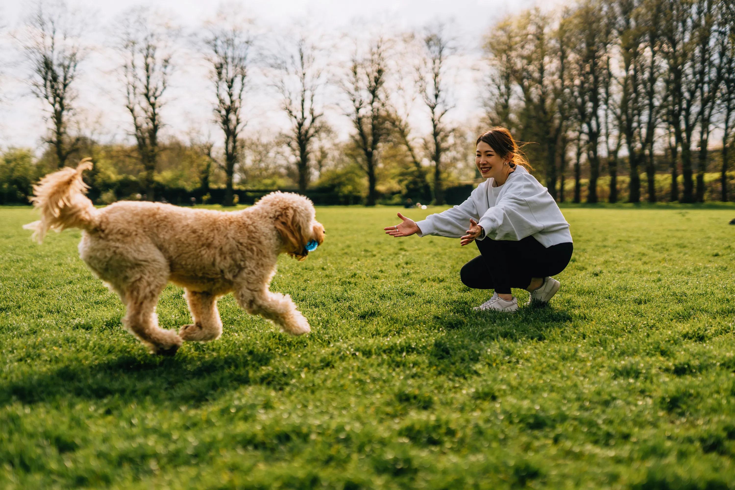 Young woman outstretching arms while her Goldendoodle dog running to her. Healthy lifestyle with pet. Dog training concept alister quincy
