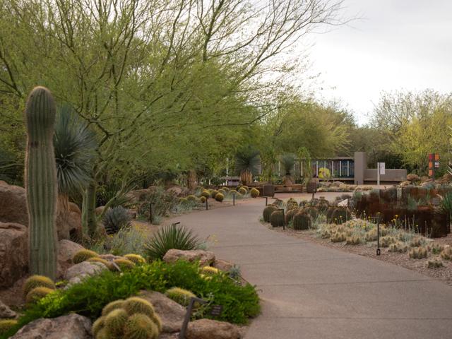 woman walking through botanic garden surrounded by cacti modera rio salado apartments for rent in tempe az