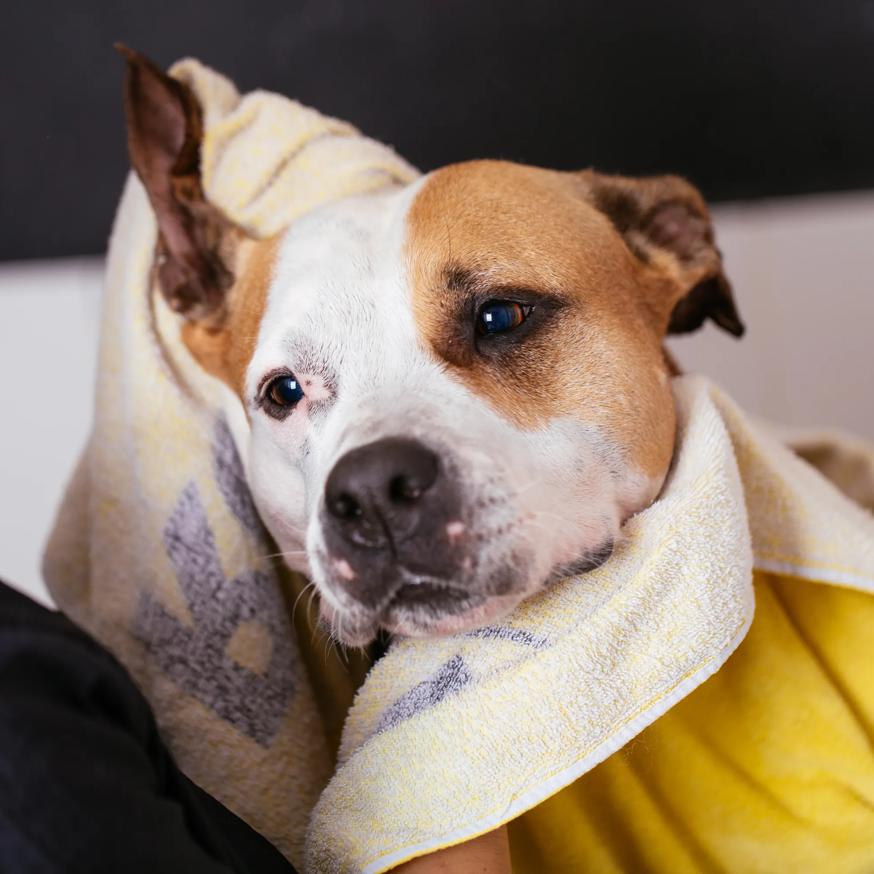 dog wrapped in blanket looking into camera modera h street apartment homes for rent in washington dc