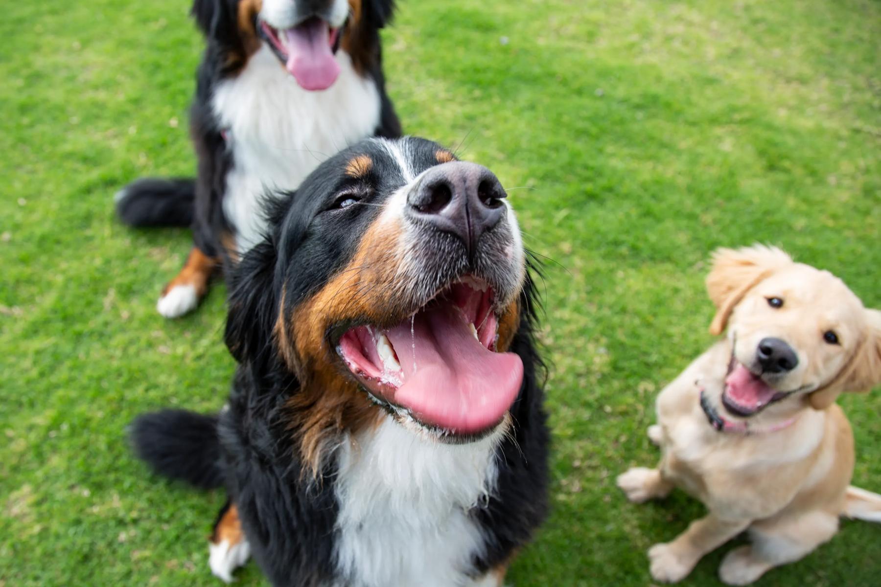 3 dogs in pet park looking at camera lovingly while playing