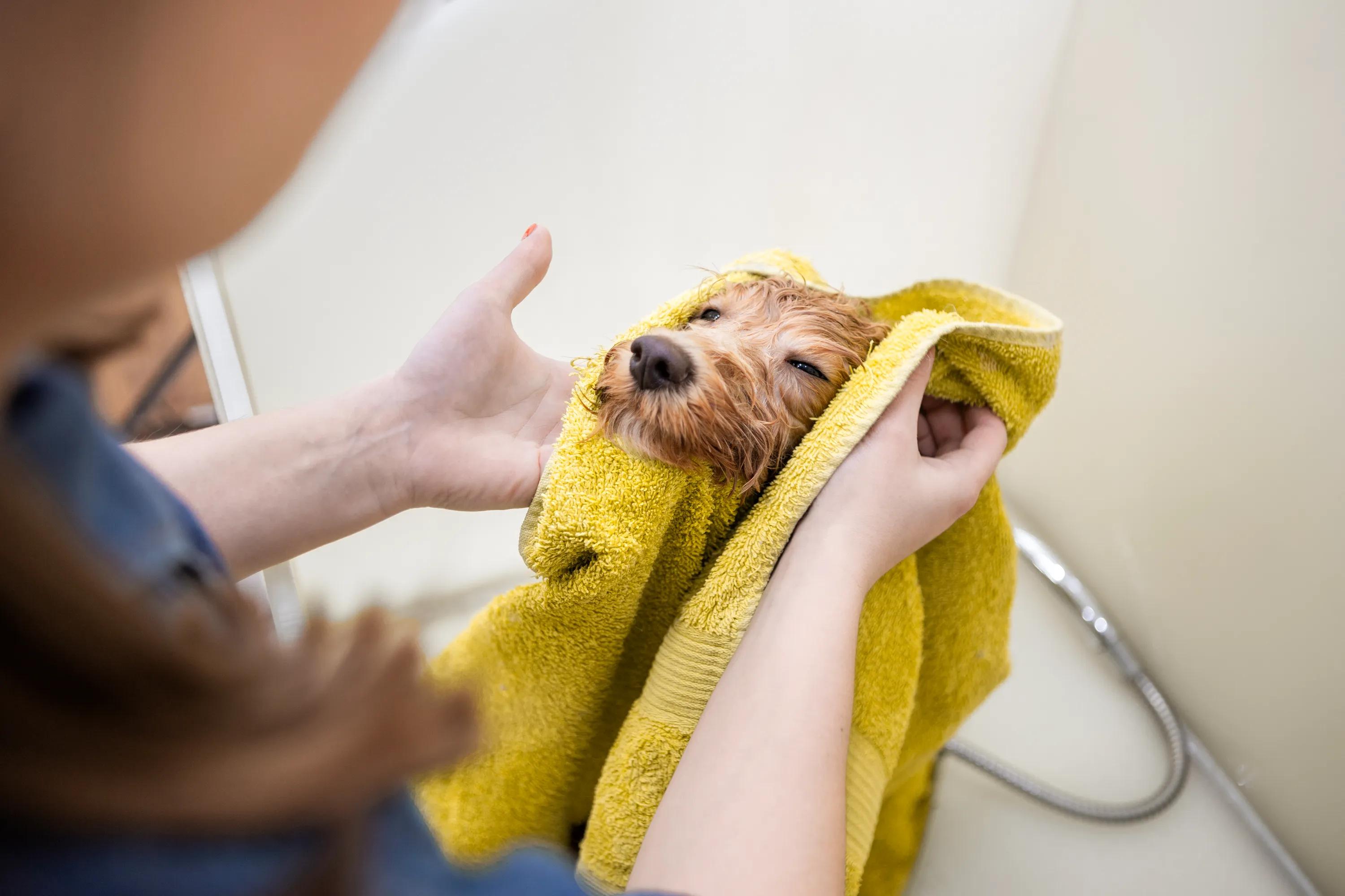 dog in pet spa modera weston apartments in weston ma near boston