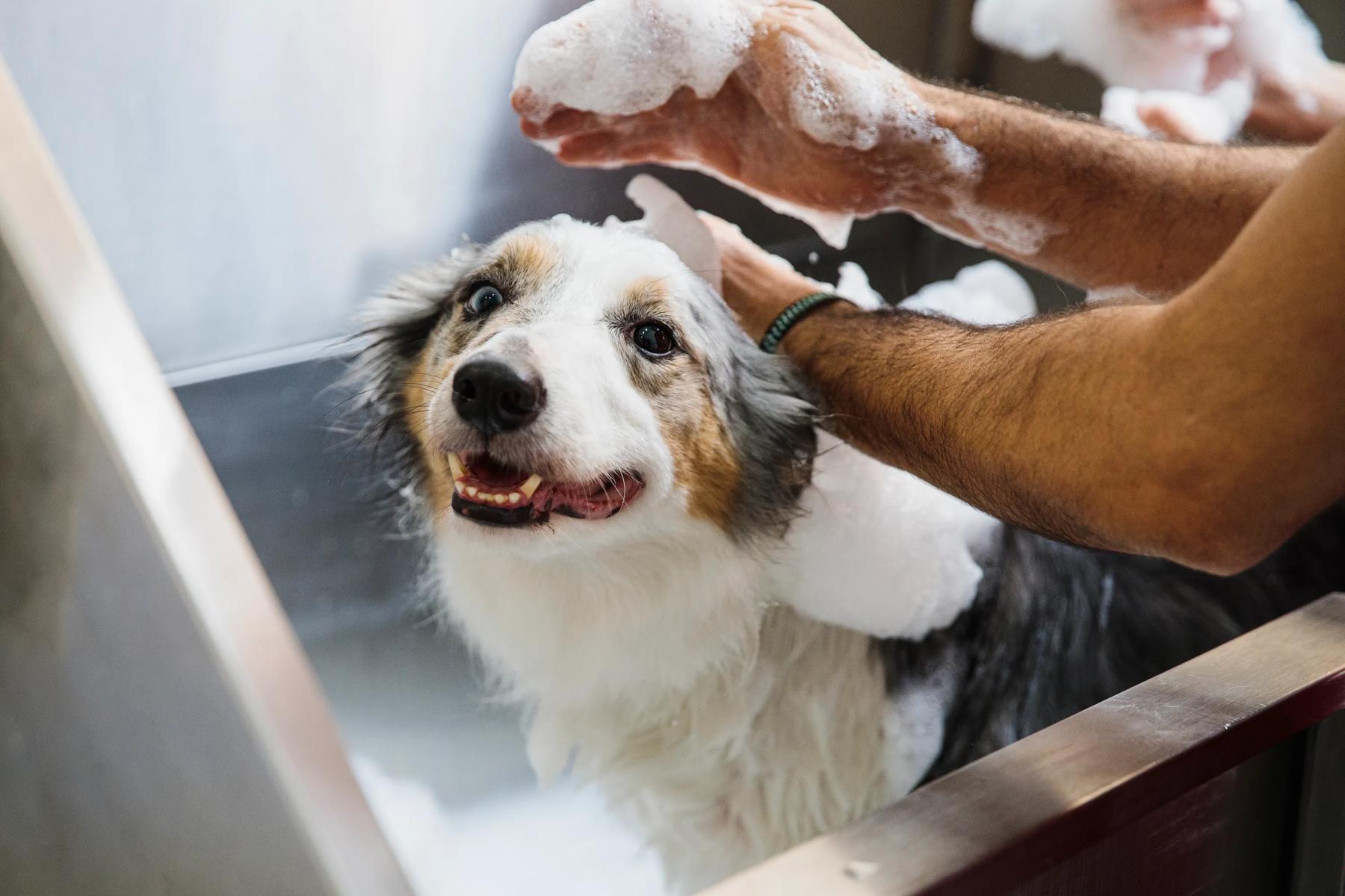 dog in a bath modera st. paul apartments in dallas tx