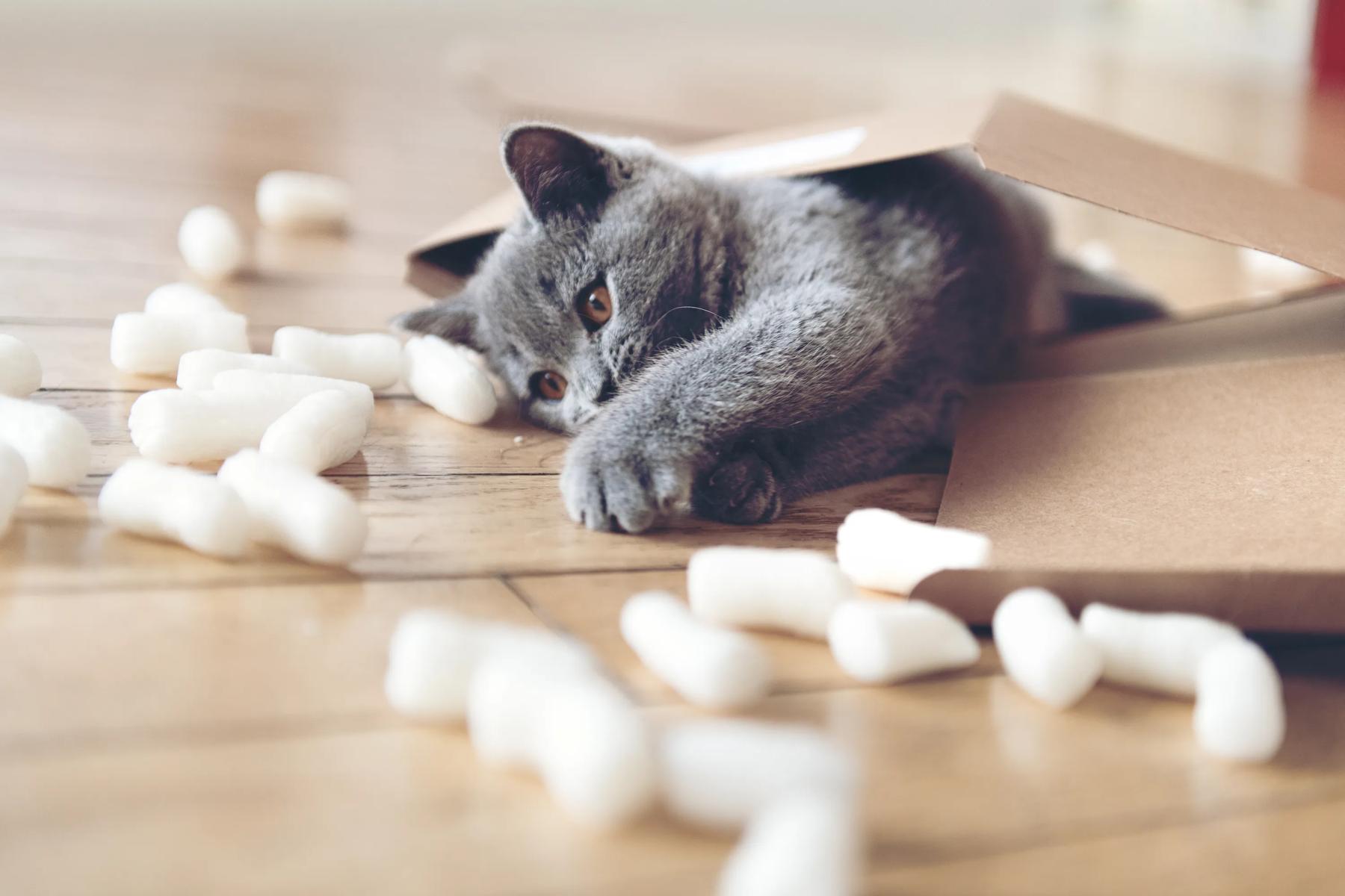 cat laying on ground surrounded by moving supplies modera st. paul apartments