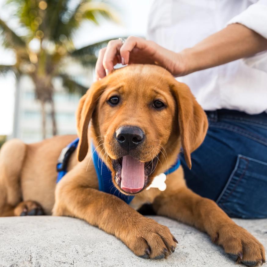 dog yawning while getting head scratches modera riverside apartment homes for rent in miami fl