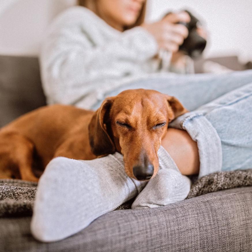 dog sleeping on owner sitting on couch modera shoreline apartment homes for rent in wa