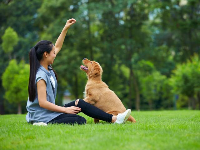 one young asian woman sitting on the lawn playing with her dog outdoor in the park near modera needham